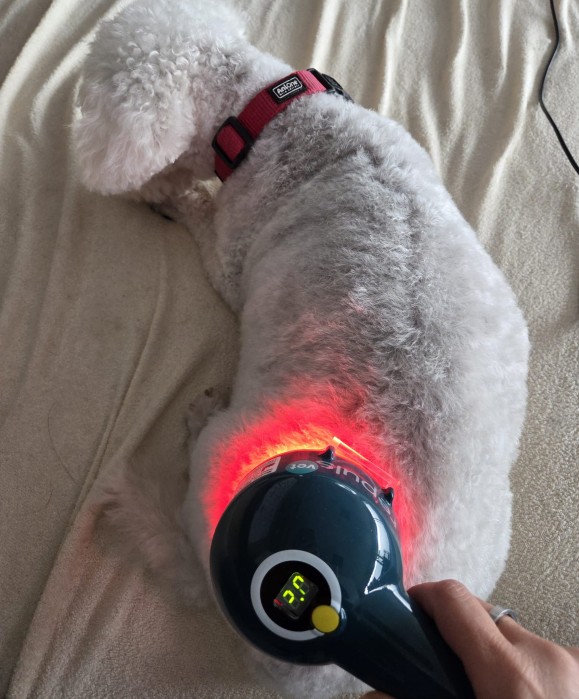 hundephysio